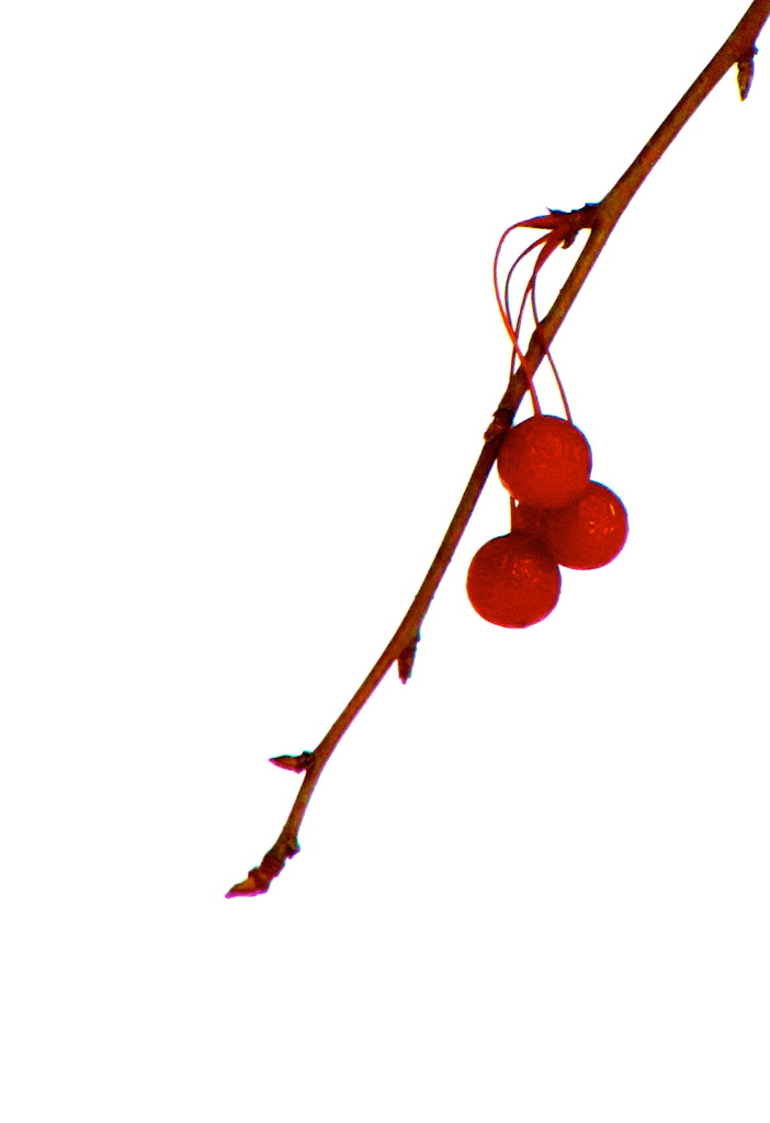 Berries by juletee