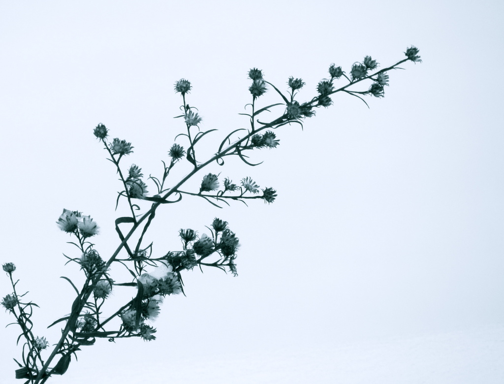 Weed in Snow by juletee