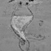 Mermaid by brigette