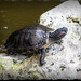 Turtle  by gardencat