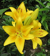 1st Jan 2014 - Yellow Asiatic lily