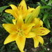 Yellow Asiatic lily by kiwiflora