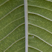 Frangipani Leaf by fillingtime