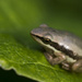 Slender Tree Frog by fillingtime