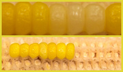 1st Aug 2013 - eating corn 