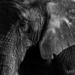 Elephant in B&W by leonbuys83