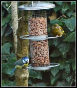 1st Jan 2014 - I didn't know greenfinches ate nuts