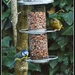I didn't know greenfinches ate nuts by rosiekind