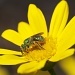 Sweat Bee or Sweet Bee! by robv