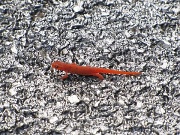 16th Sep 2010 - Salamander