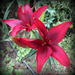 Asiatic Lilium 'Black Out' by kiwiflora