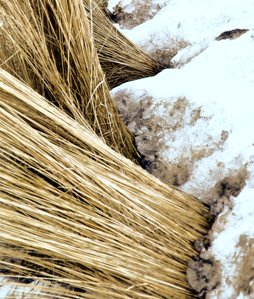 Grass vs. Snow by houser934