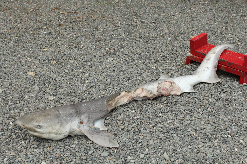 Shark bait by kiwinanna
