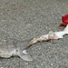 Shark bait by kiwinanna