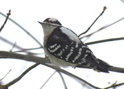 6th Dec 2013 - Woodpecker