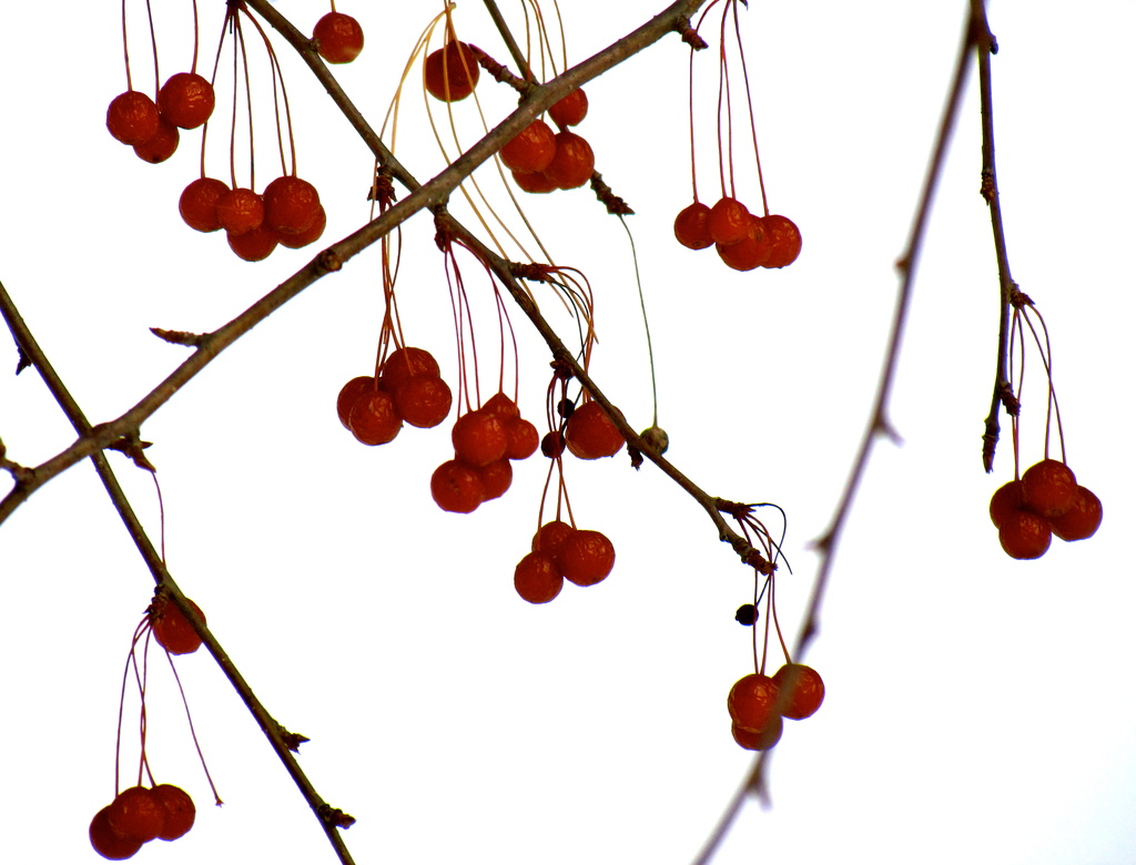 More Berries by juletee