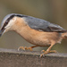 Nuthatch. by gamelee