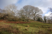 2nd Jan 2014 - Old oaks