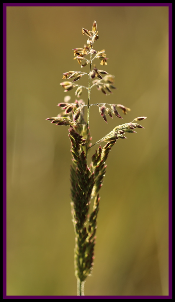 Grass flowers by dide