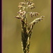 Grass flowers by dide