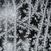 Crosshatch Frost by juliedduncan
