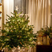 Homely Christmas Tree by netkonnexion