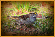 2nd Jan 2014 - White Throated Sparrow