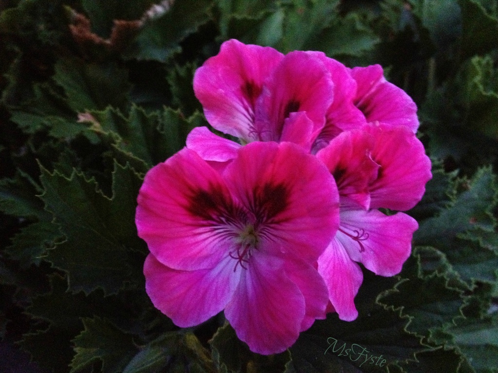 Geraniums at Dusk by msfyste