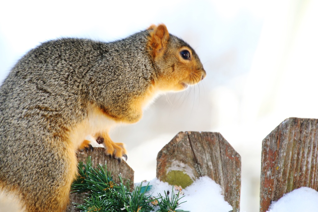 Squirrely Profile by lynnz