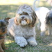Three Little Puppies by kerristephens