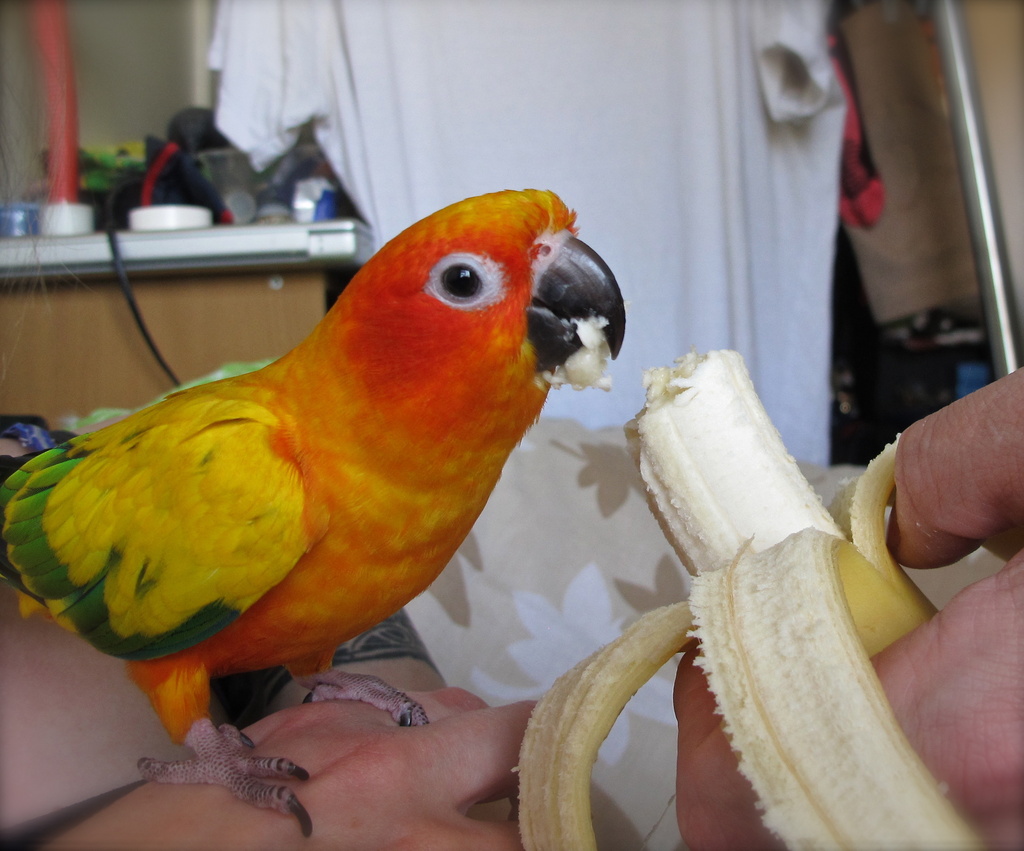 Banana beak by alia_801