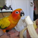 Banana beak by alia_801