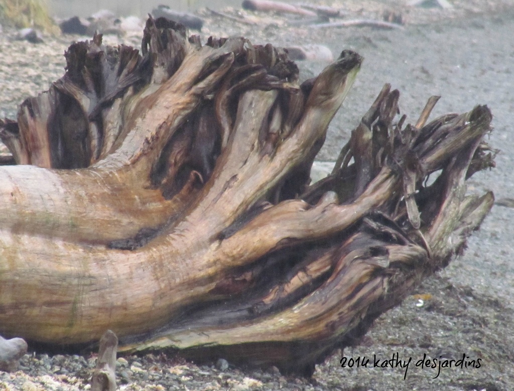 Driftwood by kathyo