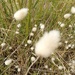 Pretty weeds at Flinders by gigiflower
