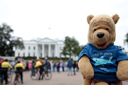 13th Oct 2013 - Bear at White House