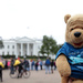 Bear at White House by steelcityfox