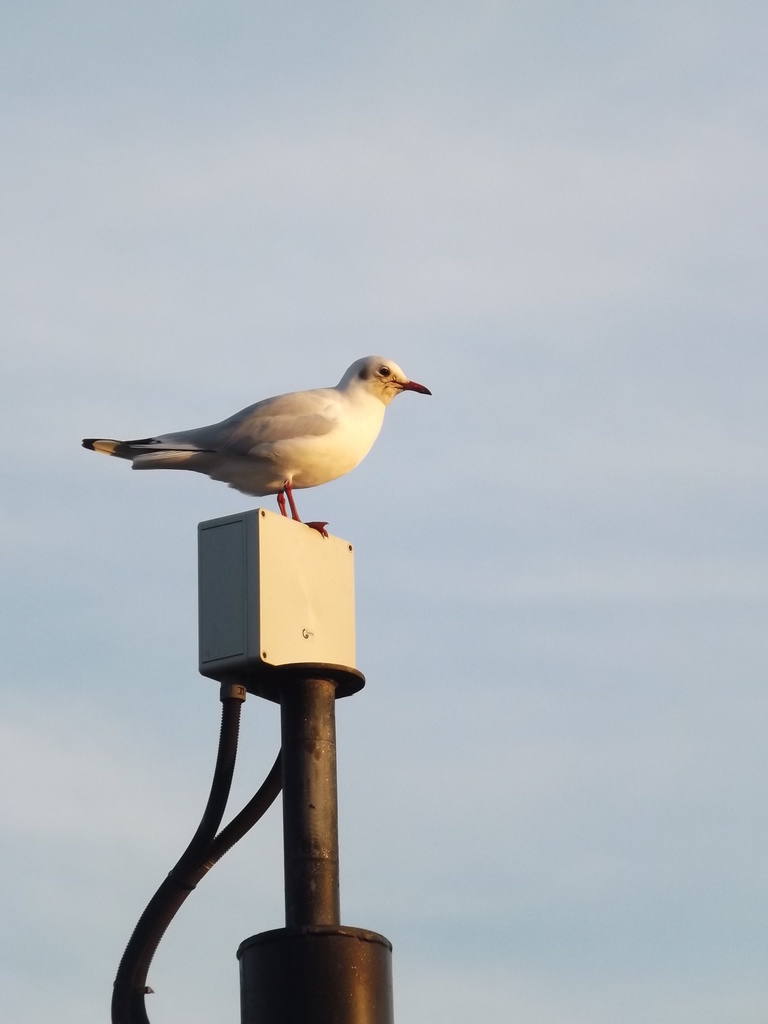 Gull on a perch! by plainjaneandnononsense