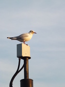 2nd Jan 2014 - Gull on a perch!