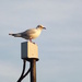 Gull on a perch! by plainjaneandnononsense