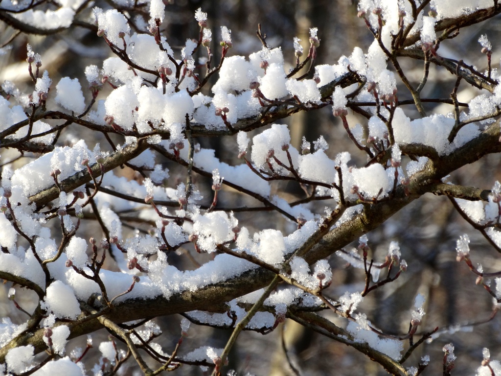 Winter Dogwood Blooms by khawbecker