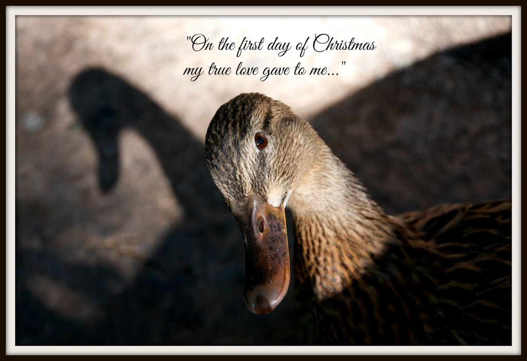 …a duck with an inquisitive look!” by nicolaeastwood