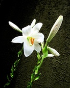 4th Jan 2014 - Bijeli cvijet