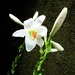 Bijeli cvijet by vesna0210