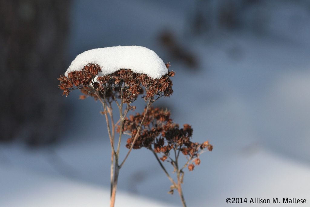 The Winter Garden 2 by falcon11