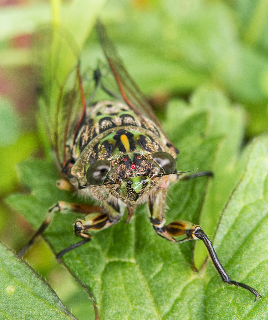 cicada by kali66