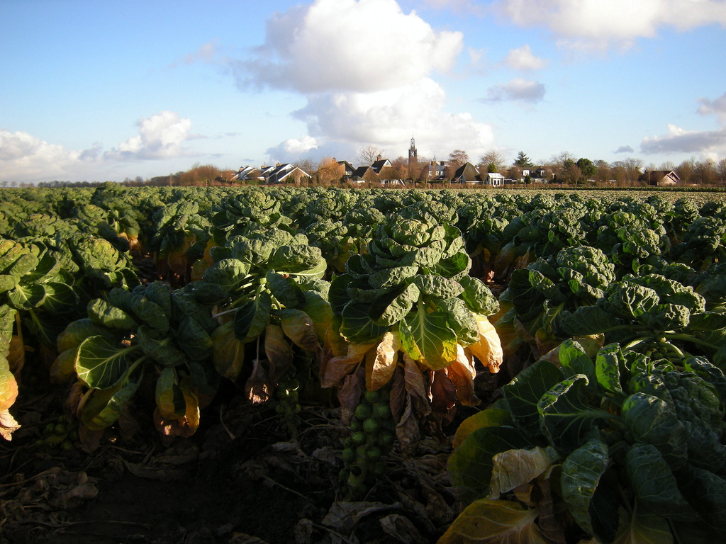 Sprouts fields near the village Ouwekerk, Holland by pyrrhula