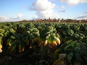 3rd Jan 2014 - Sprouts fields near the village Ouwekerk, Holland