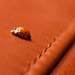 Chameleon Ladybug by leonbuys83