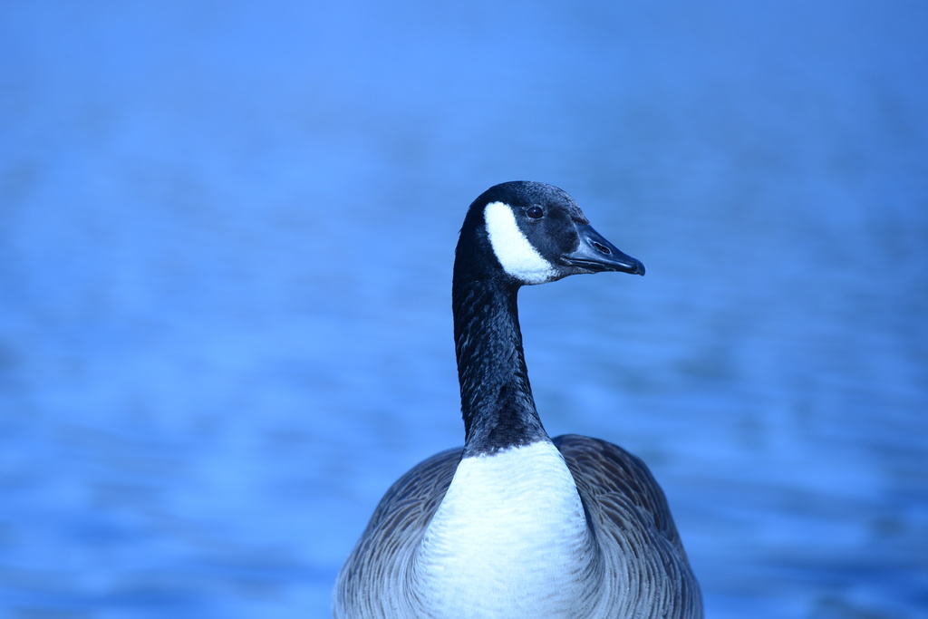 Proud Goose by stray_shooter