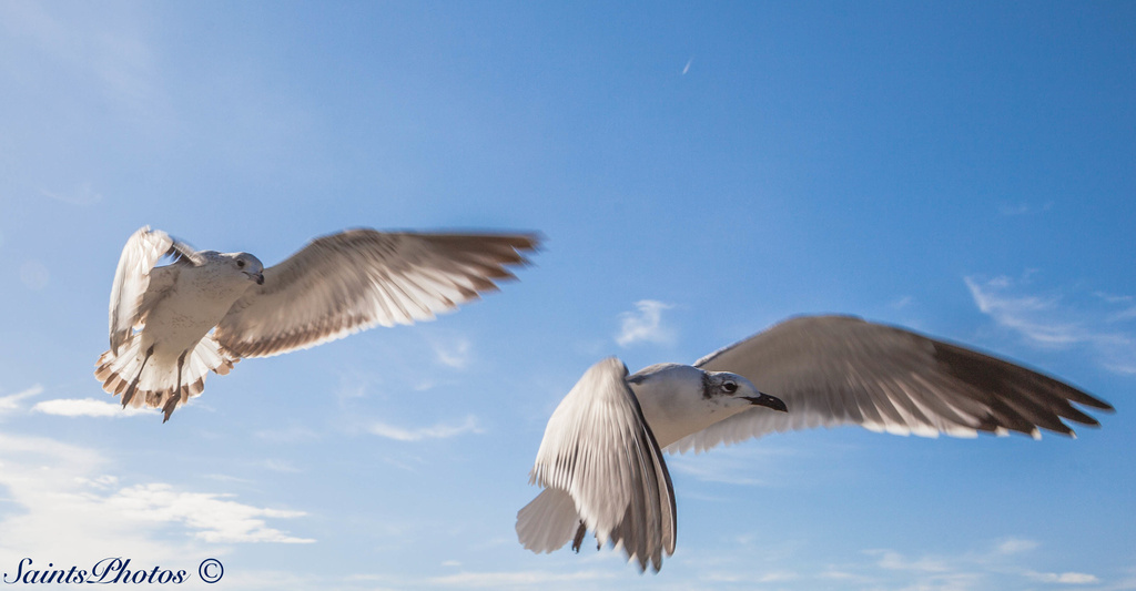 Gulls in flight by stcyr1up